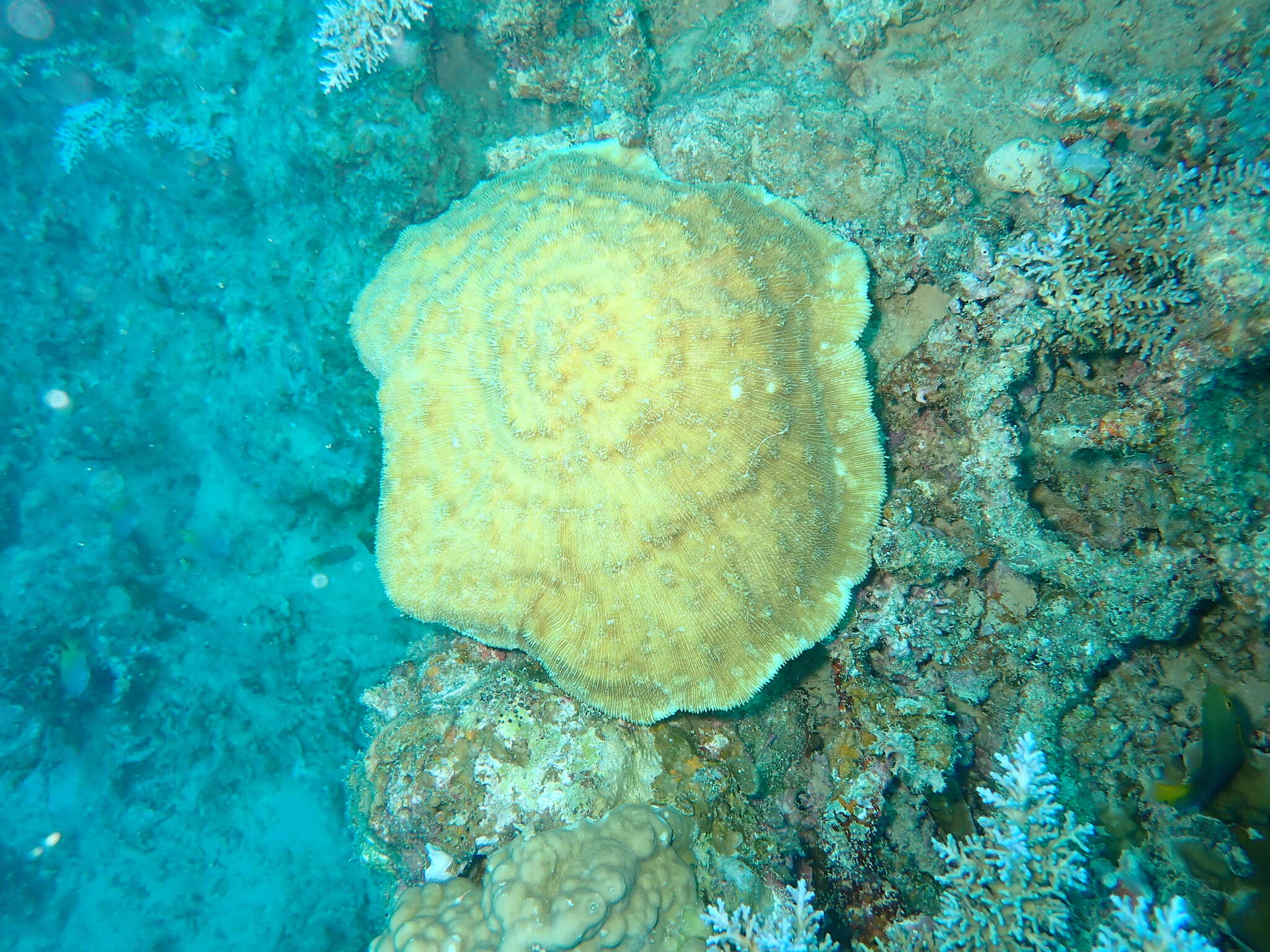 Image of Bowl Coral