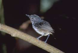 Image of Spot-crowned Antvireo