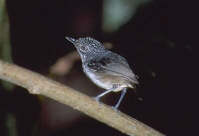 Image of Spot-crowned Antvireo