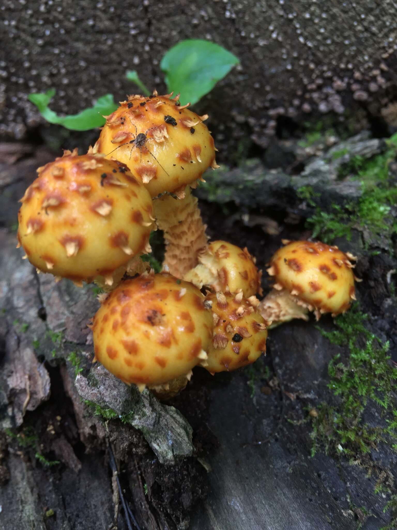 Imagem de Pholiota aurivella (Batsch) P. Kumm. 1871