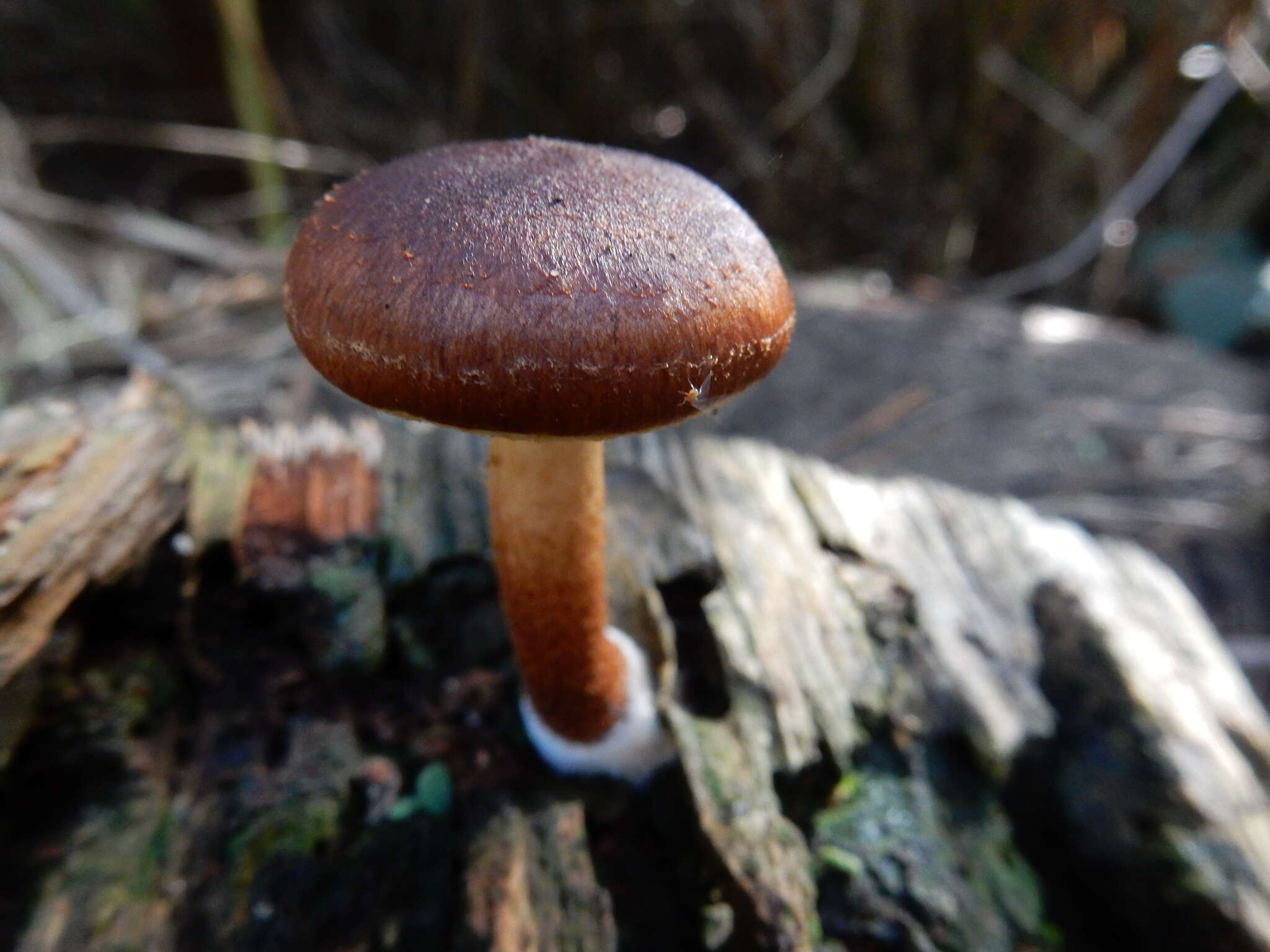 Image of Pholiota multicingulata E. Horak 1983