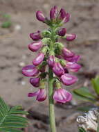 Image of Lessertia kensitii L. Bolus