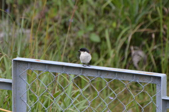 Image of Burmese Shrike