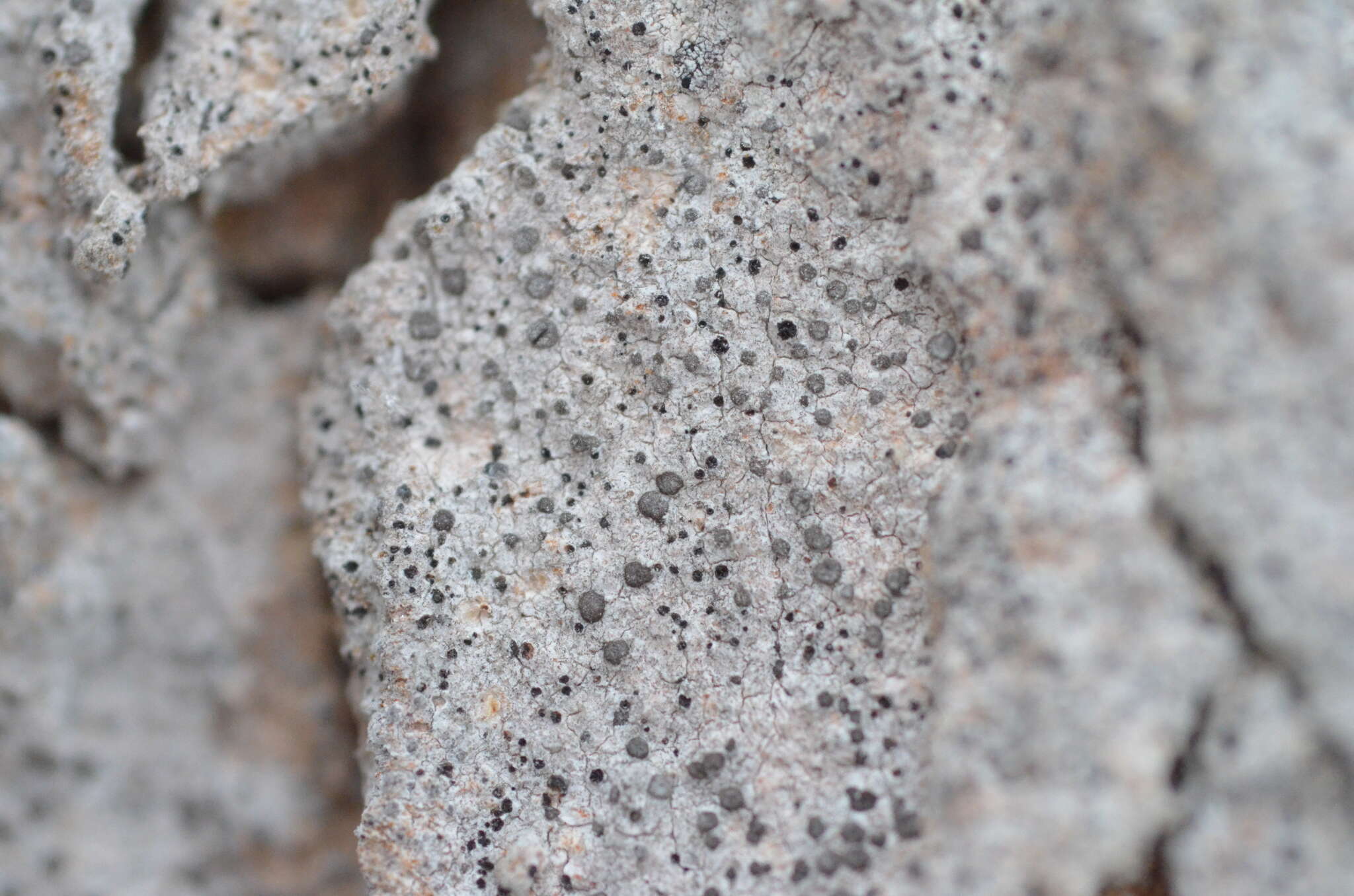 Image of dot lichen