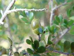 Sivun Diospyros myriophylla (H. Perrier) G. E. Schatz & Lowry kuva