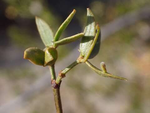 Image of Asphondylia pilosa Gagne 1990