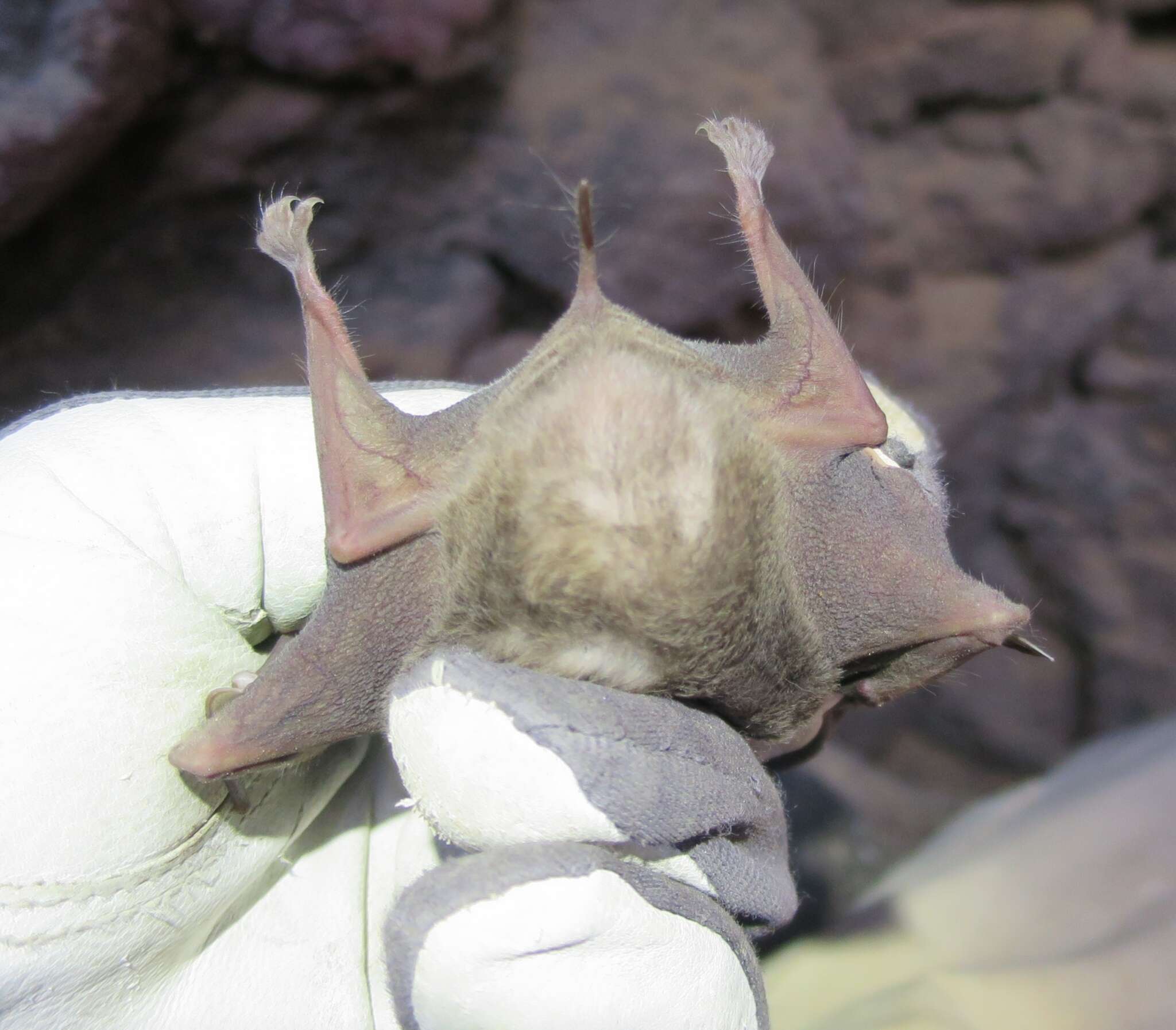 Image of Naked-rumped Tomb Bat