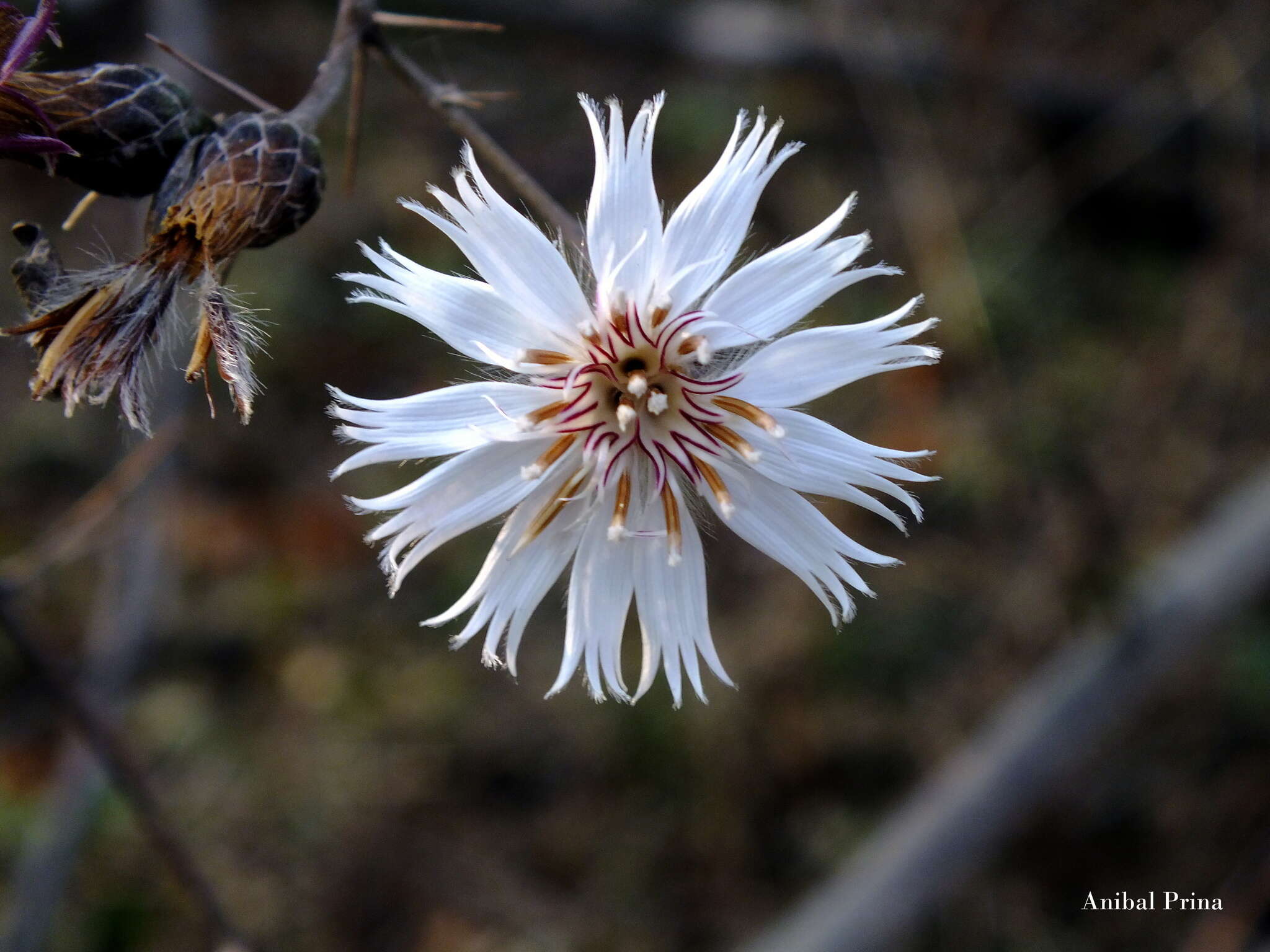 Image of Barnadesia odorata Griseb.