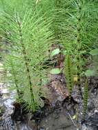 Image of Great Horsetail