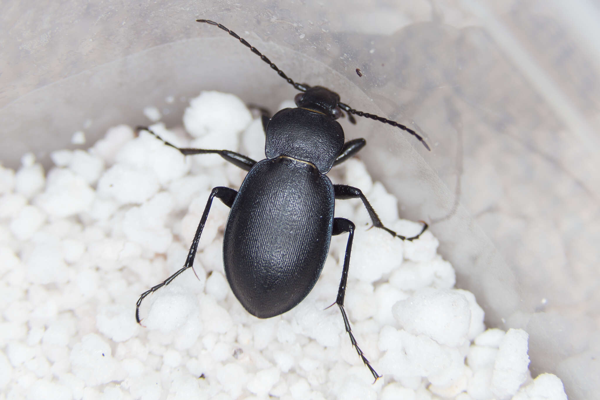 Image of Winstanley Ground Beetle