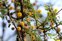 Слика од Vachellia farnesiana (L.) Wight & Arn.