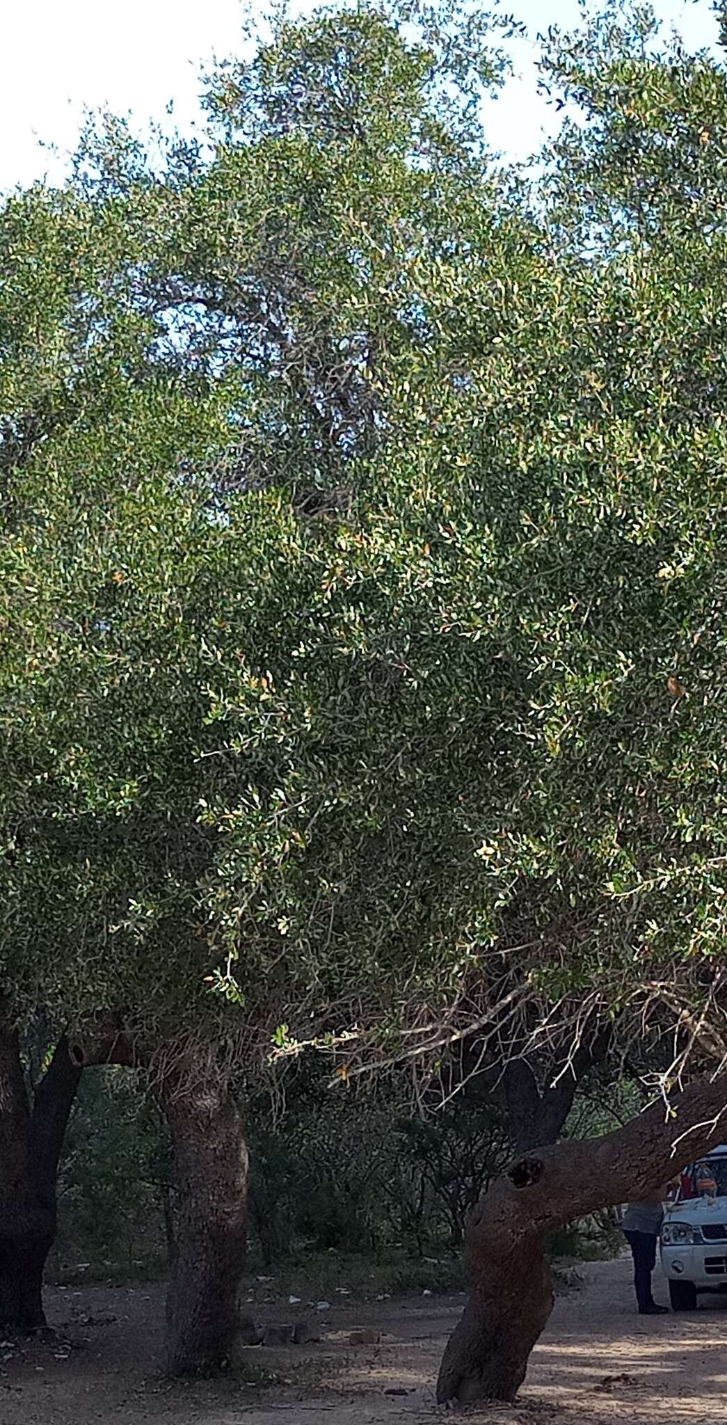 Quercus brandegeei Goldman的圖片