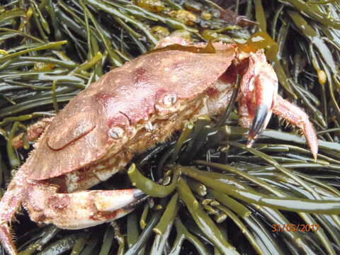 Image of Jonah crab