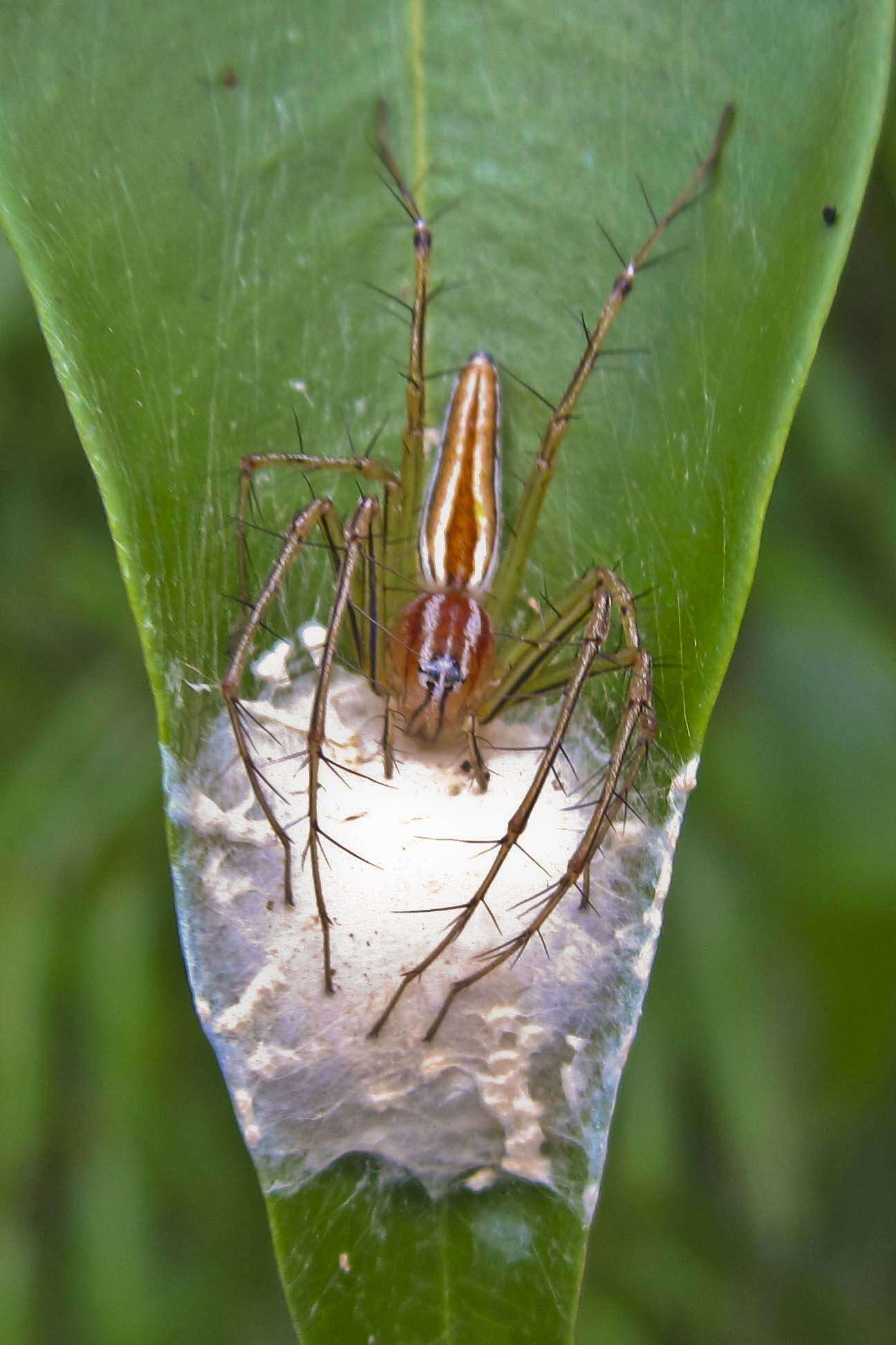 Image of Oxyopes macilentus L. Koch 1878