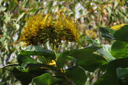 Image of Deplanchea tetraphylla (R. Br.) F. Muell. ex van Steenis