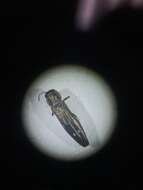 Image of Agrilus egeniformis Champlain & Knull 1923