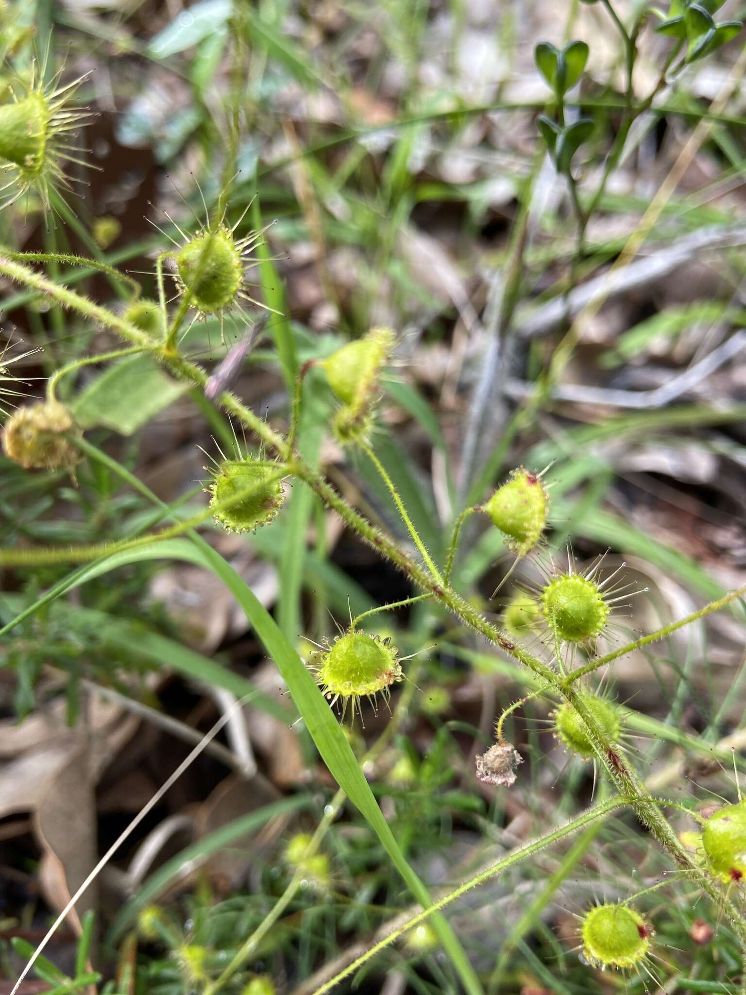 Слика од Drosera indumenta Lowrie & Conran