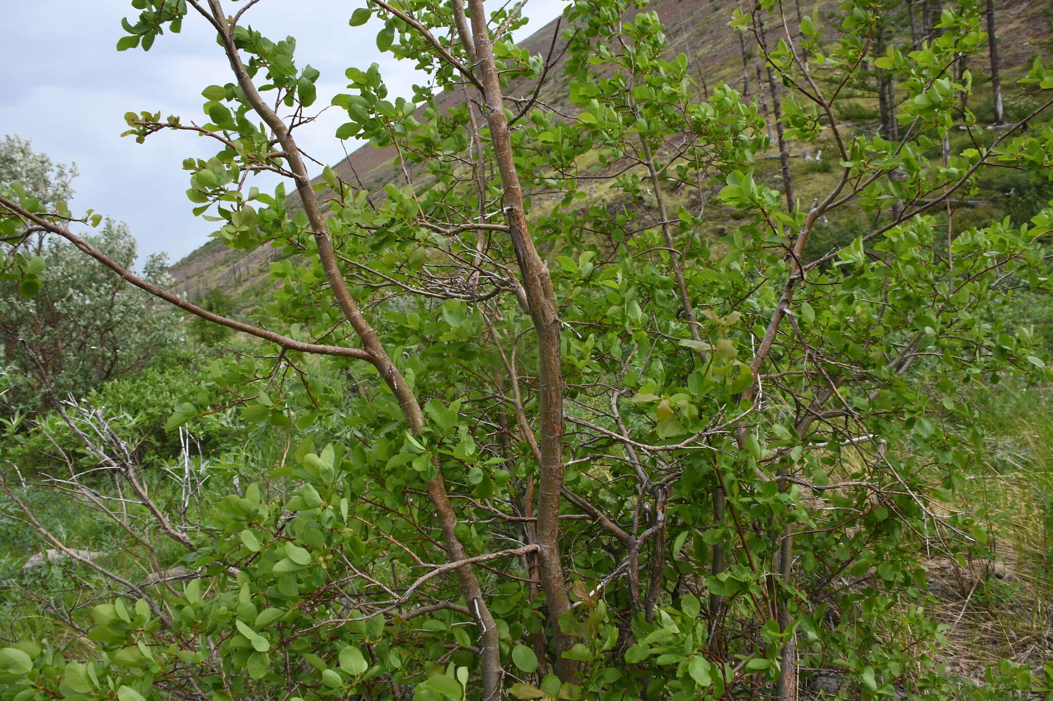 Image of Salix pyrolifolia Ledeb.