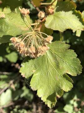 Plancia ëd Physocarpus malvaceus (Greene) Kuntze