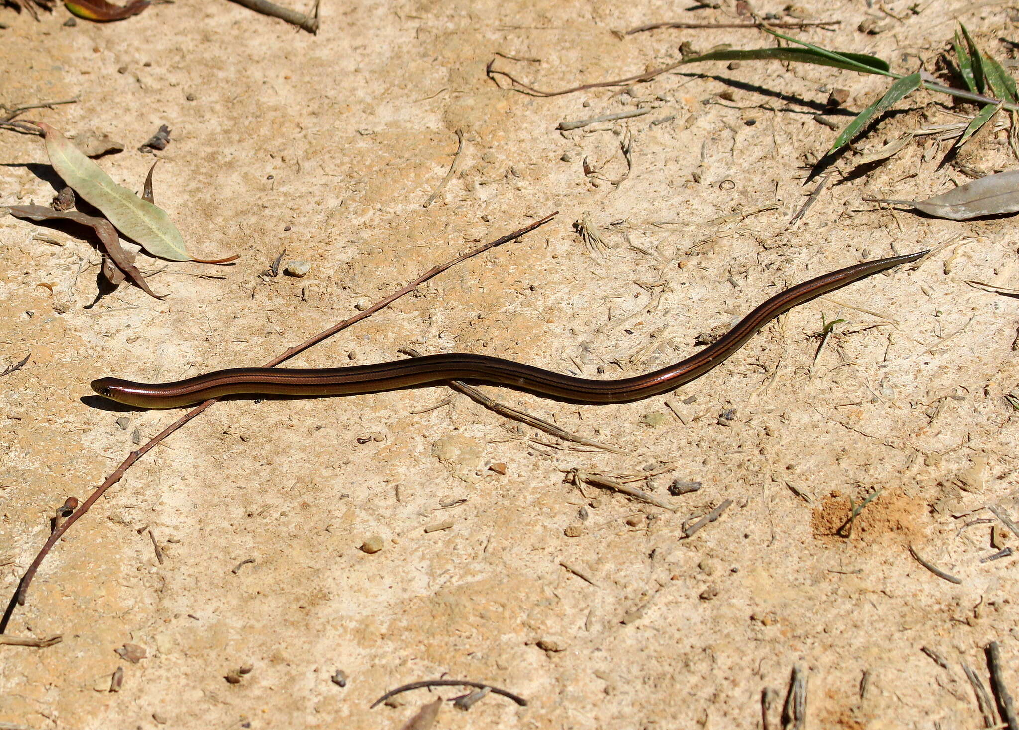 Image of Yacupoi Worm Lizard