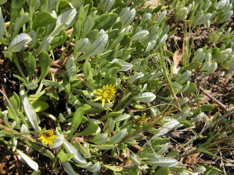 صورة Gazania rigens var. uniflora (L. fil.) Rössl.