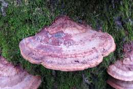 صورة Phellinus gilvus (Schwein.) Pat. 1900