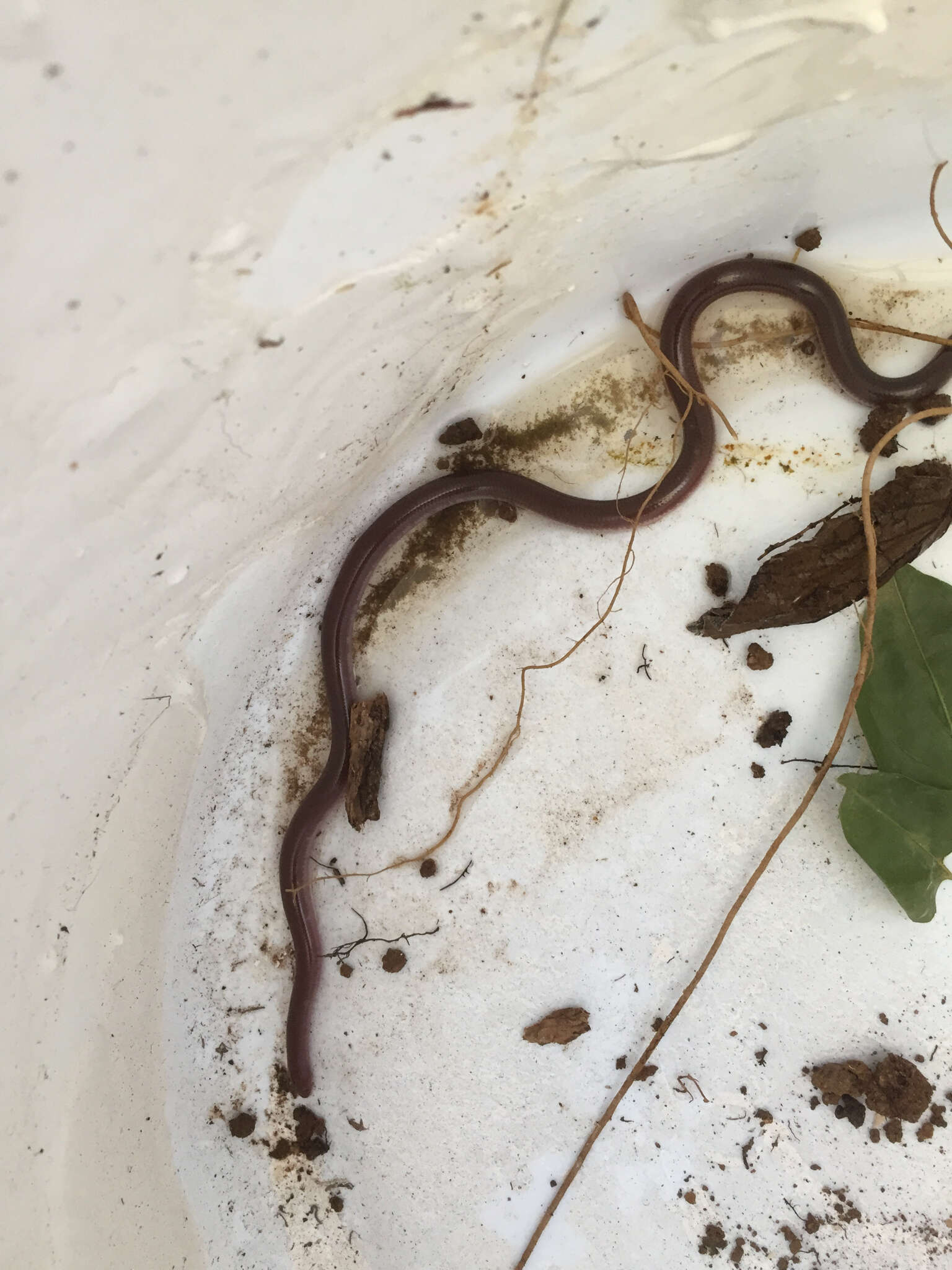 Image of Puerto Rican Coastal Blindsnake