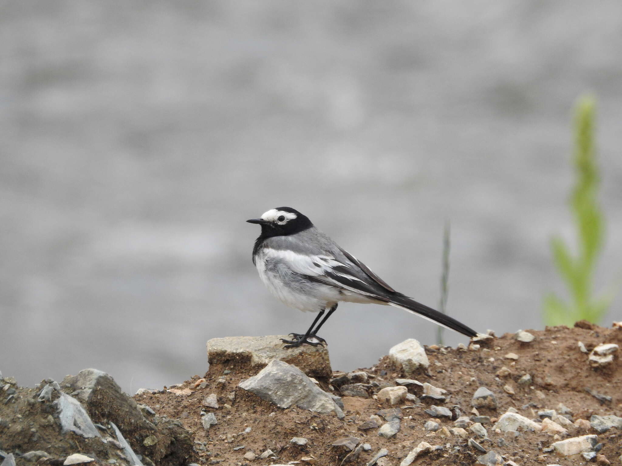 Image of Masked Wagtail