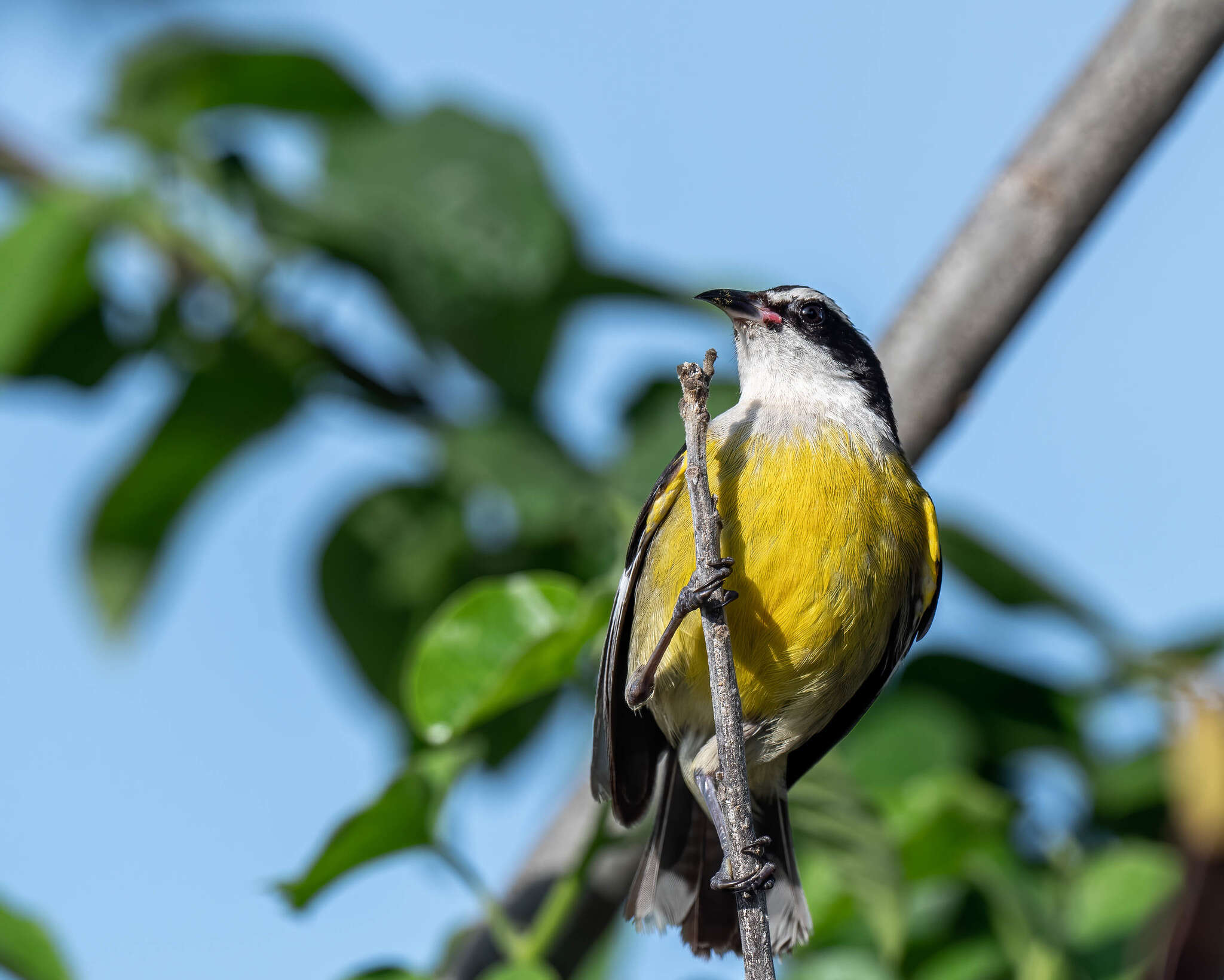 Coereba flaveola caboti (Baird & SF 1873) resmi