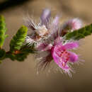 Image de Verticordia centipeda A. S. George