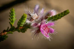 Image de Verticordia centipeda A. S. George