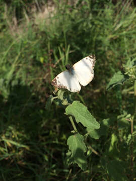 Image of Laviana White-Skipper