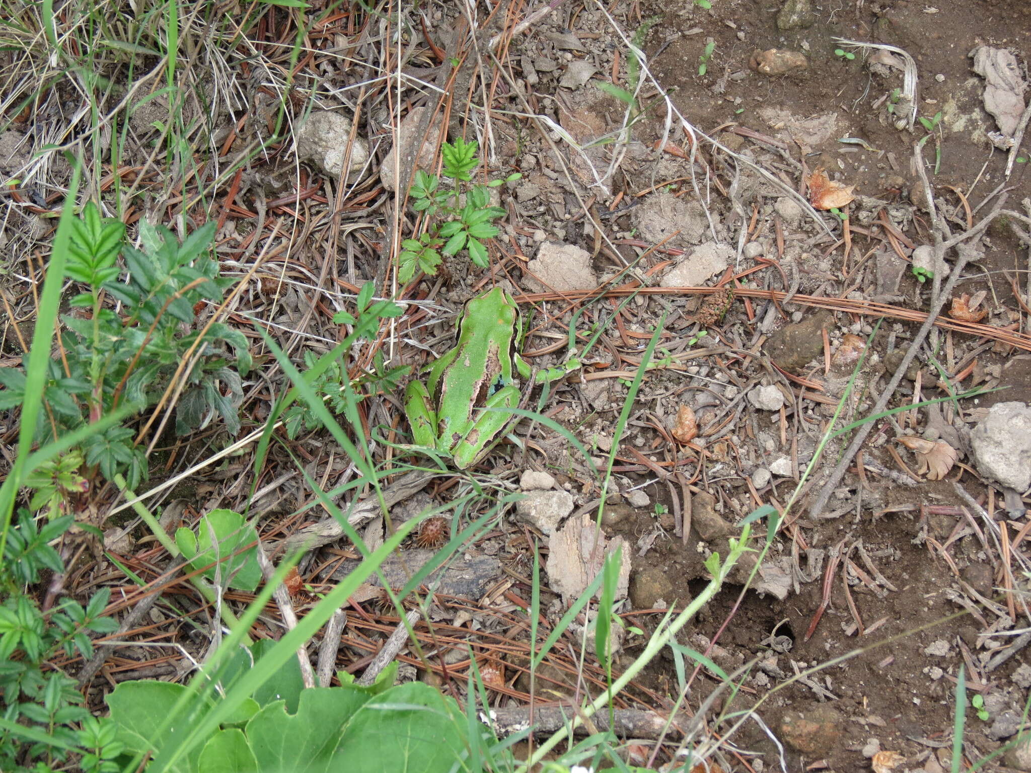 Image de Dryophytes plicatus (Brocchi 1877)