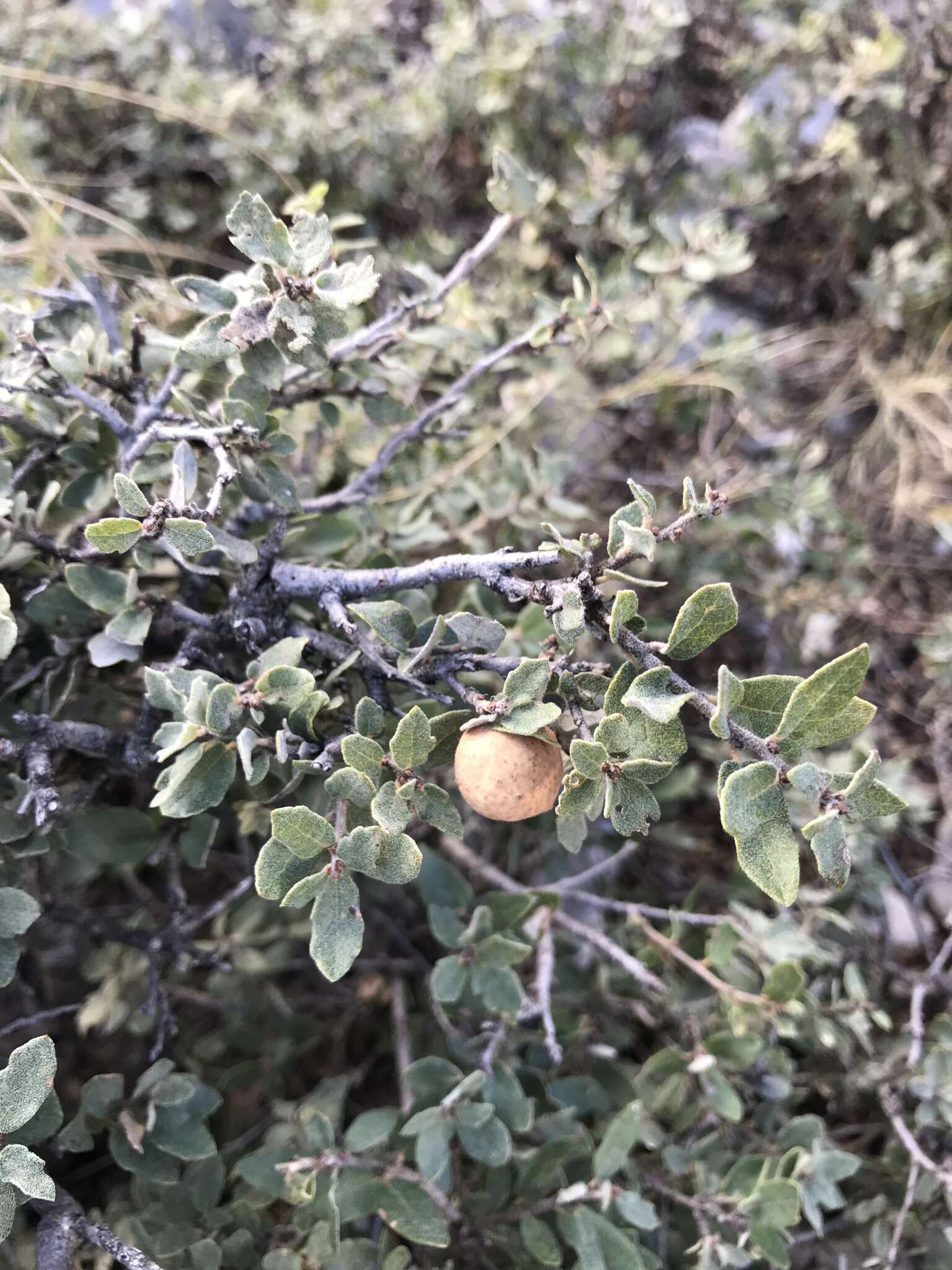 Imagem de Quercus intricata Trel.