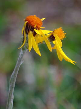 Image of fuscate groundsel