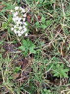 Image of arctic sweet coltsfoot