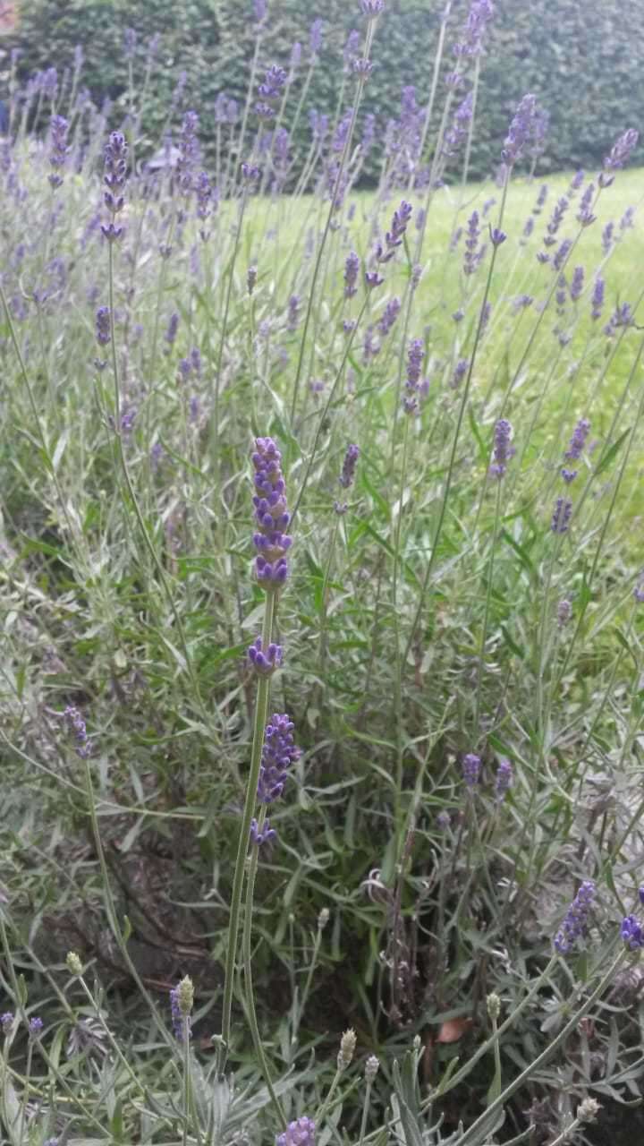 Image of English Lavendar