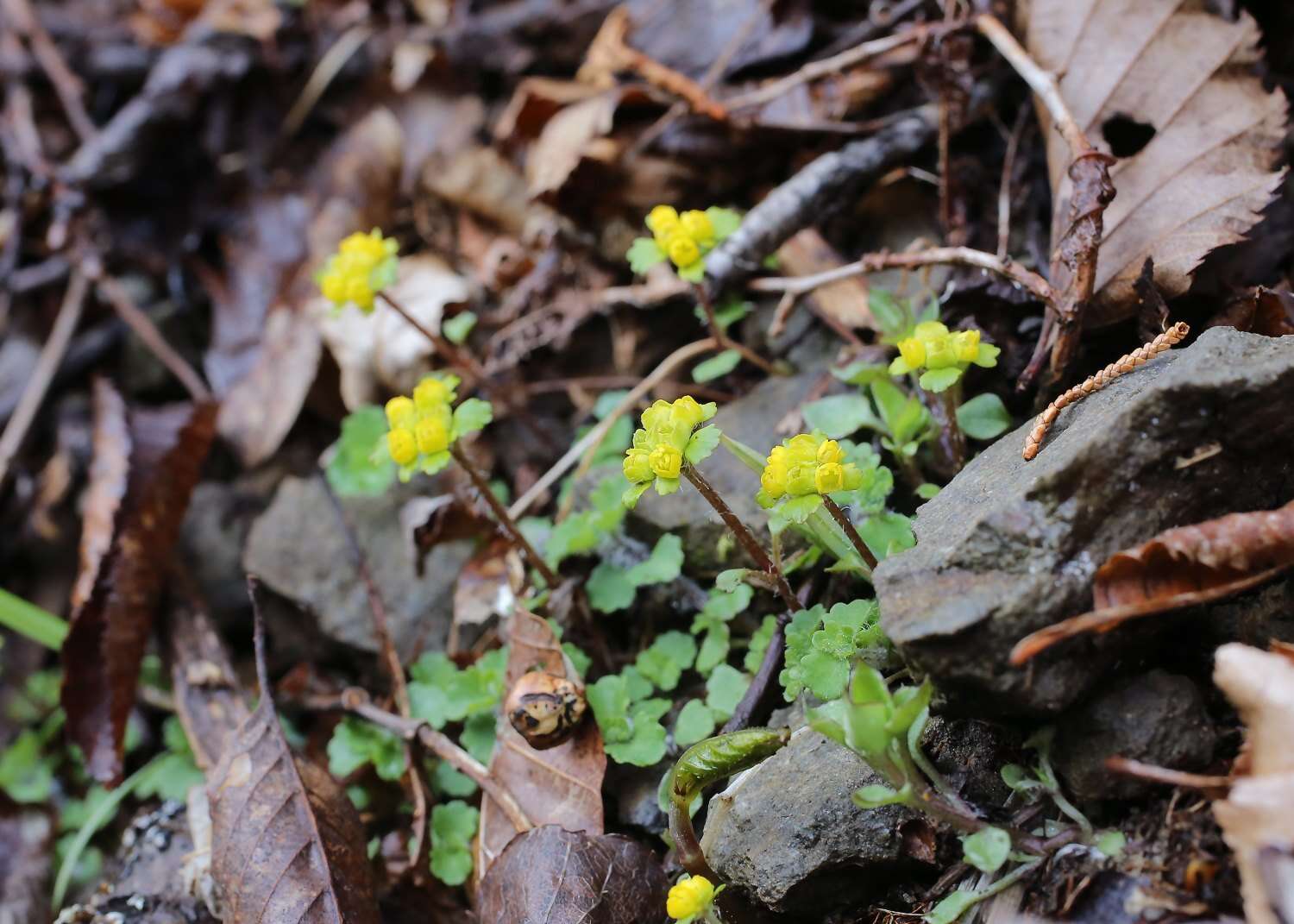 Image of Chrysosplenium pilosum var. sphaerospermum (Maxim.) Hara