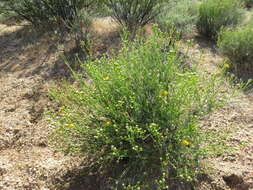 Image of rayless goldenhead