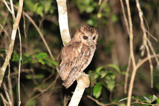 Image of Black-capped Screech Owl