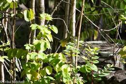 Image of Martinique's Anole