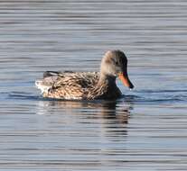 صورة Mareca strepera strepera (Linnaeus 1758)