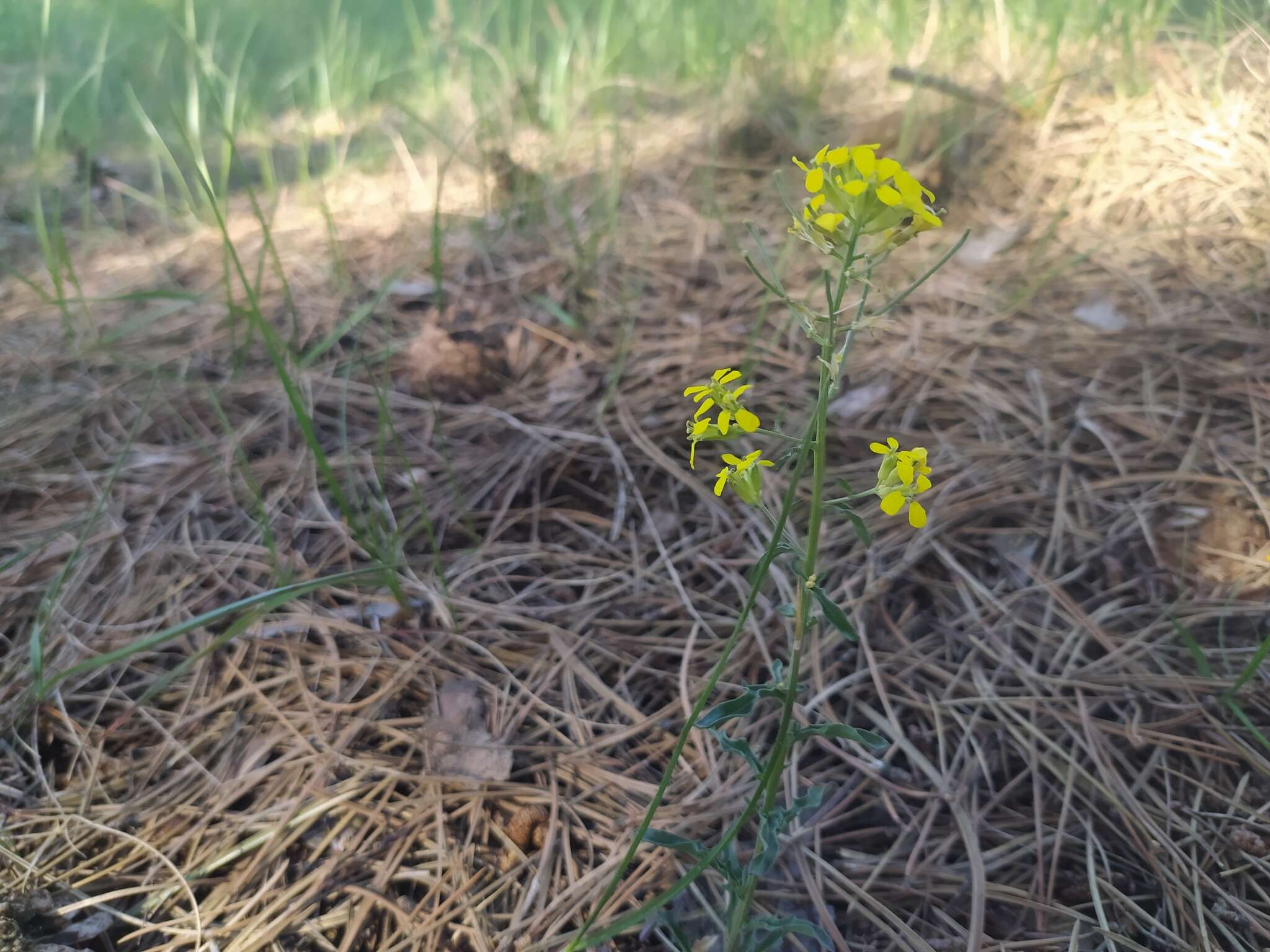 Image of Erysimum crepidifolium Rchb.