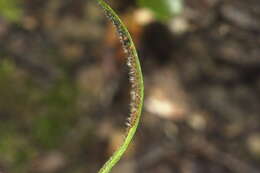 Image of Notogrammitis ciliata (Col.) Parris