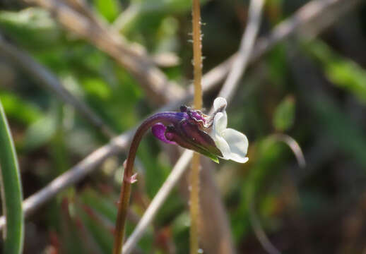 Image of Dwarf Pansy