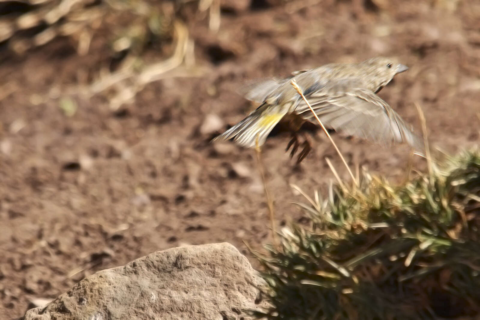 Image of Greater Yellow Finch