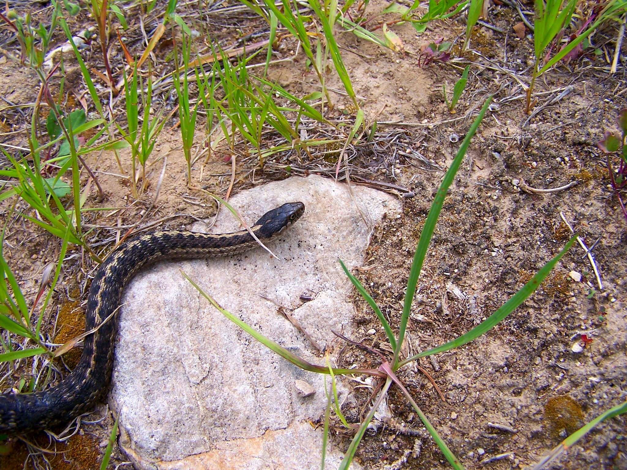 Image of Thamnophis elegans vagrans (Baird & Girard 1853)