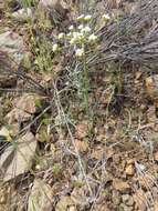 Image of Nevada biscuitroot