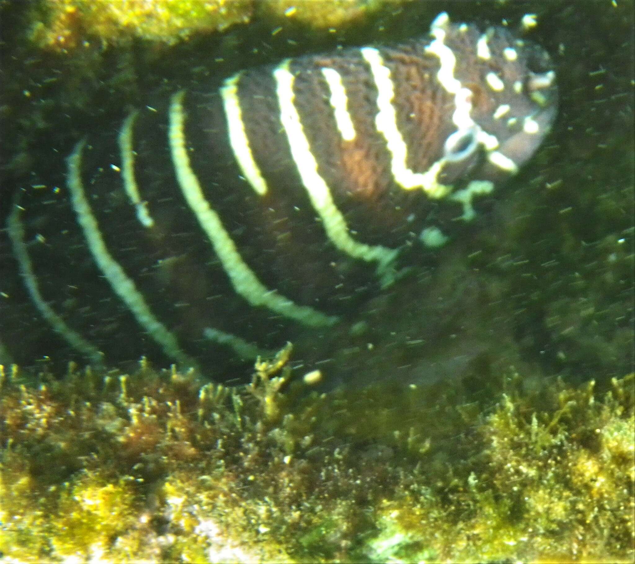 Image of Gymnomuraena