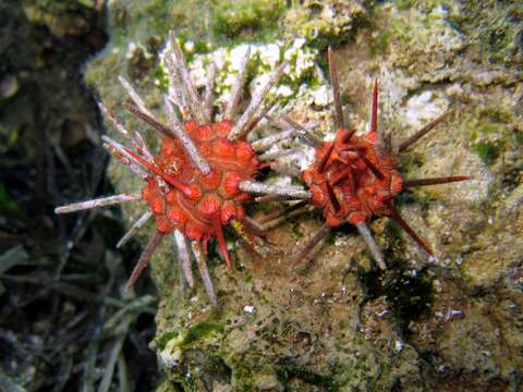 Image of pencil urchin